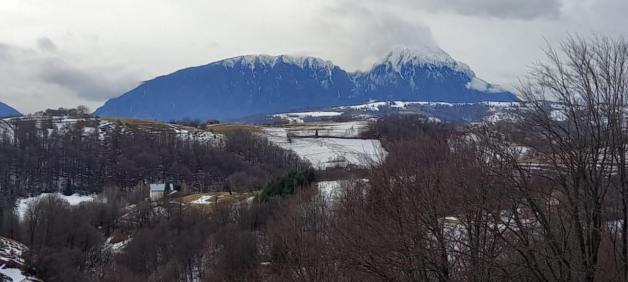 فيلا Poiana Măruluiفي Conacul Elenei المظهر الخارجي الصورة